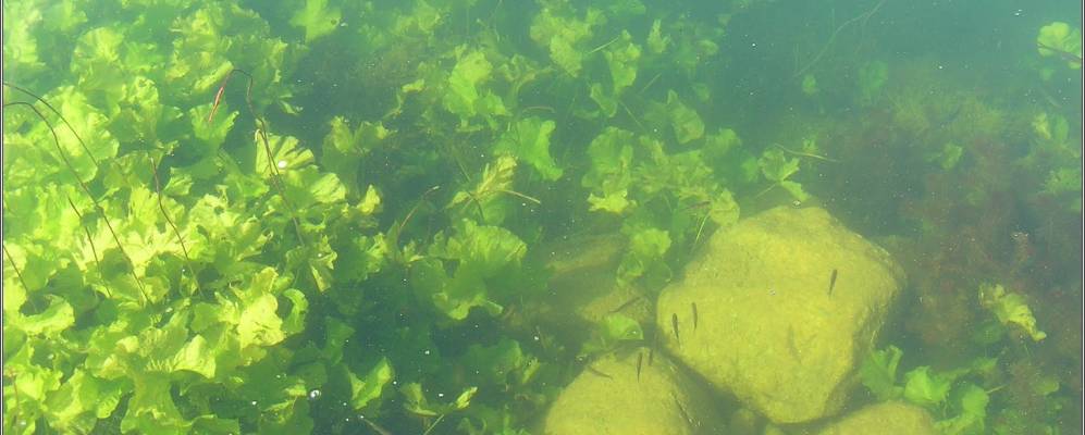 Фотография Ольсиево