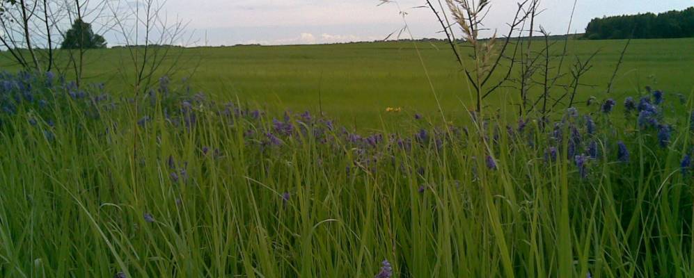 
            Фотография Селища