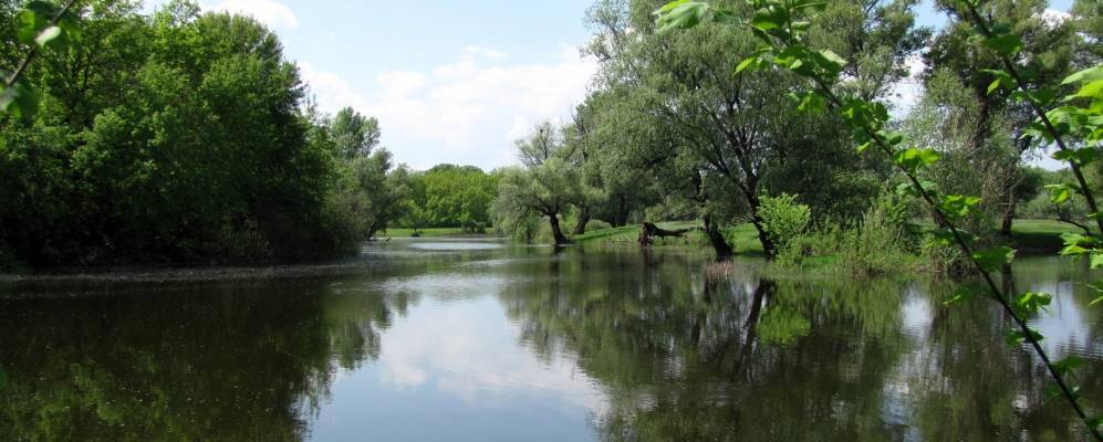 
            Фотография Медведки