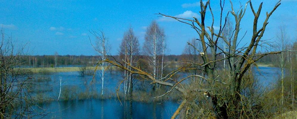 
            Фотография Корчевья