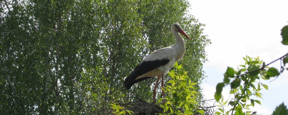 Фотография деревни Никитиничи