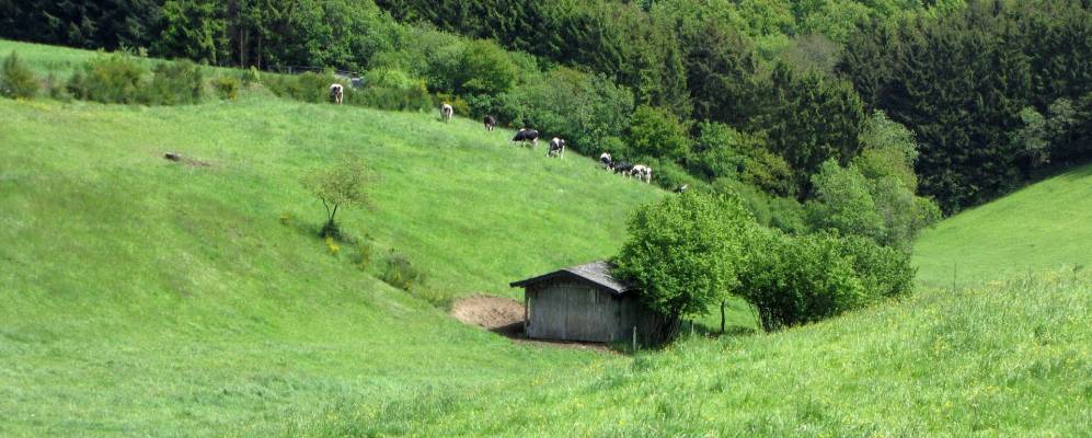 
            Фотография Роддера