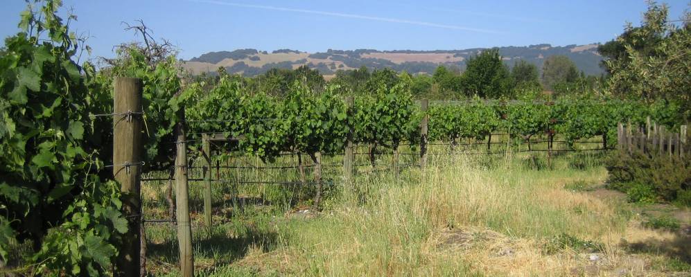 
            Фотография Эль Верано