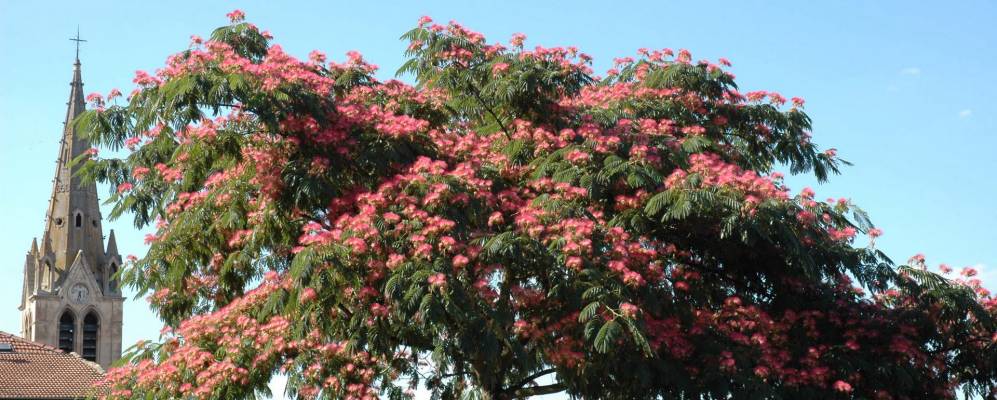 
            Фотография Саблона