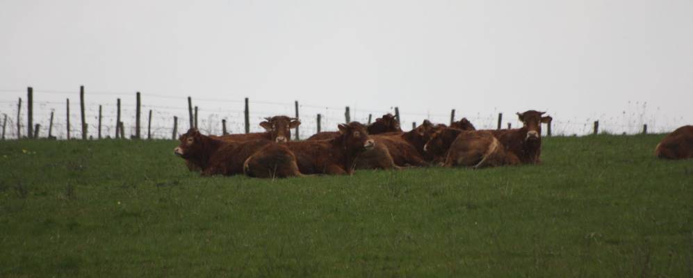 
            Фотография Ижэ