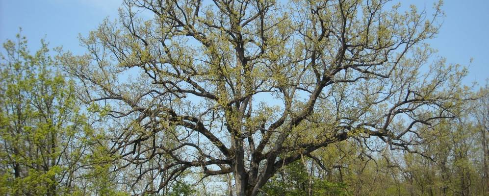 
            Фотография Пьяна-Криксии