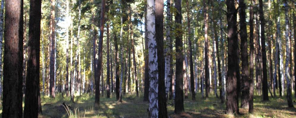 
            Фотография Зеленого Лога