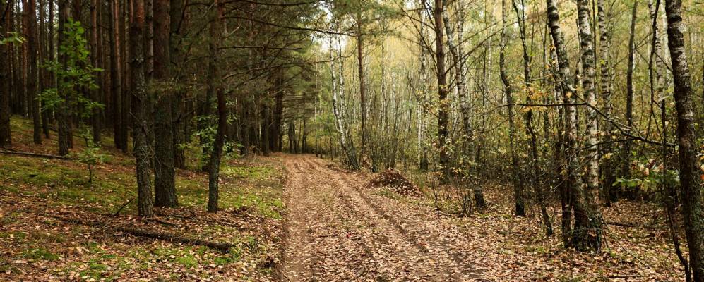 
            Фотография Чижовки