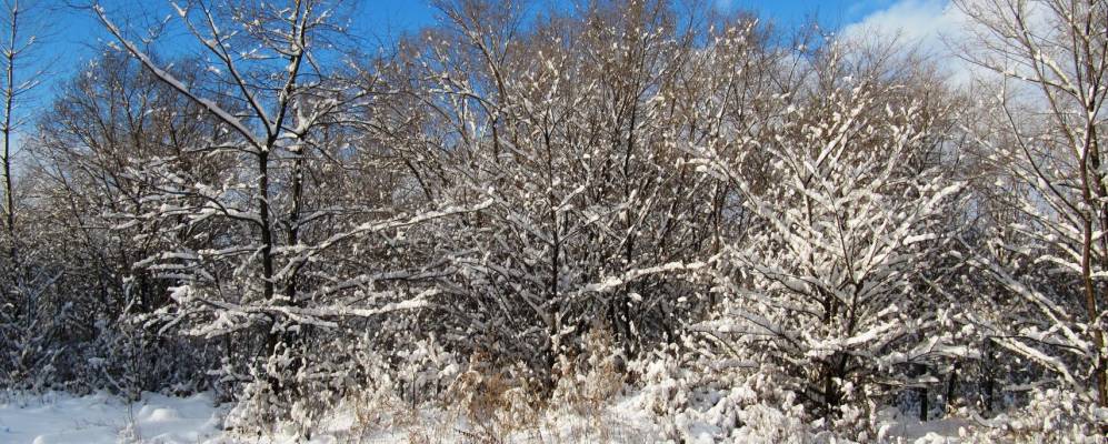 Фотография Калинино