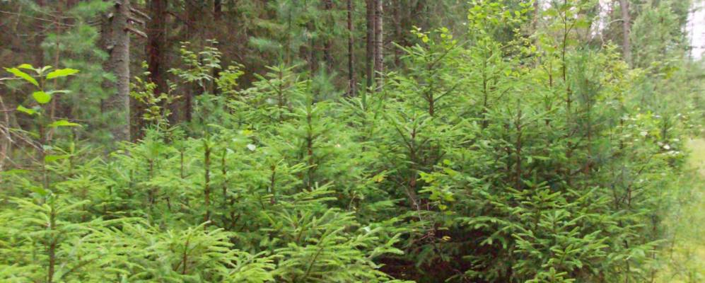 
            Фотография Марьино