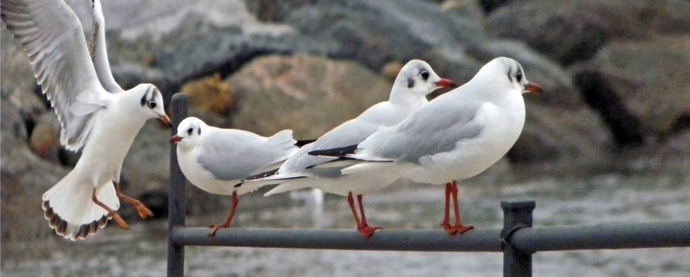 
            Фотография Андоры