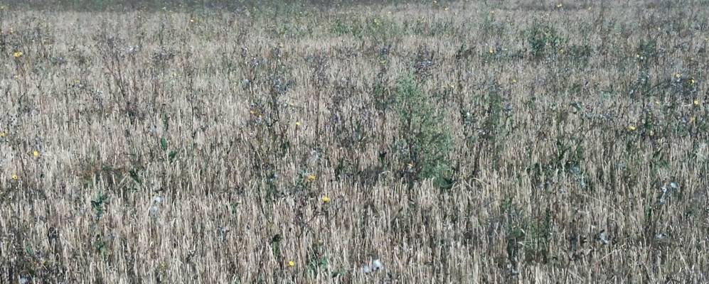 Фотография Блюдцев