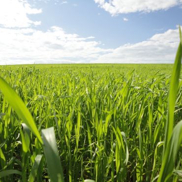 Плотникова