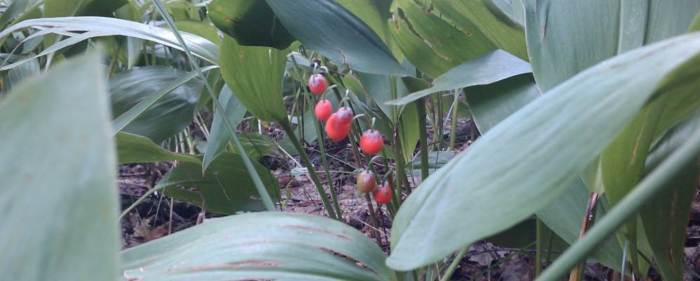 
            Фотография Моргуновки