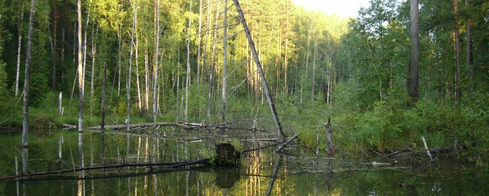 
            Фотография Курляно-Дубовки