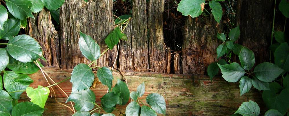 
            Фотография Стангеллы