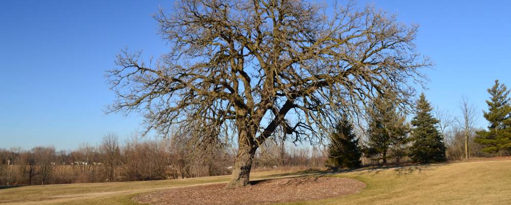 
            Фотография Оуквуд Хиллса