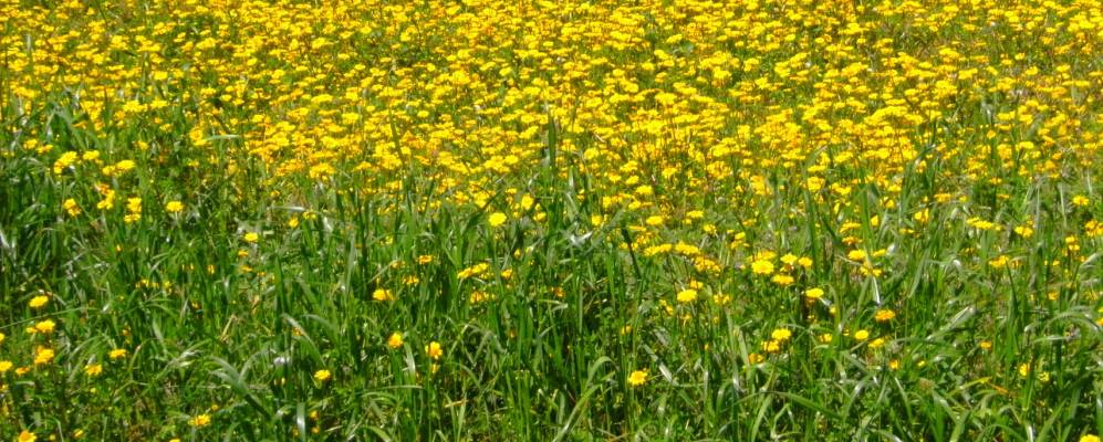 
            Фотография Рибадумиы