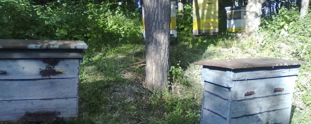 
            Фотография Чижиково