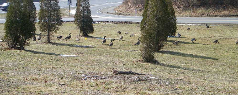 
            Фотография Норт Меррика