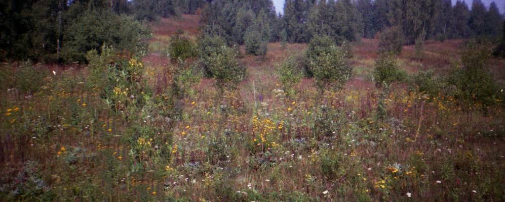 
            Фотография Воскресенского