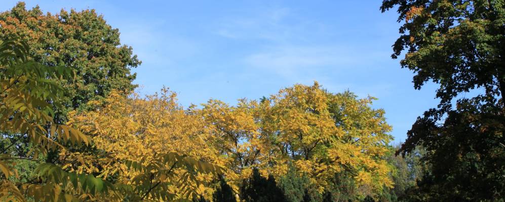 
            Фотография Ореховно