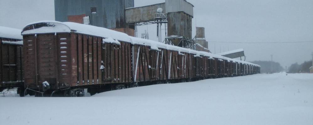 
            Фотография Борщевки