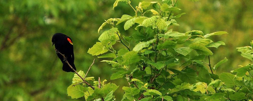 
            Фотография Баннокберна