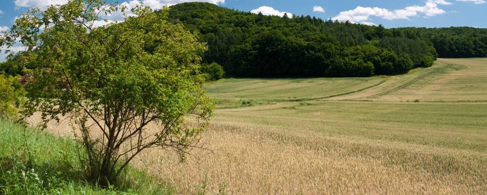 
            Фотография Лелековице