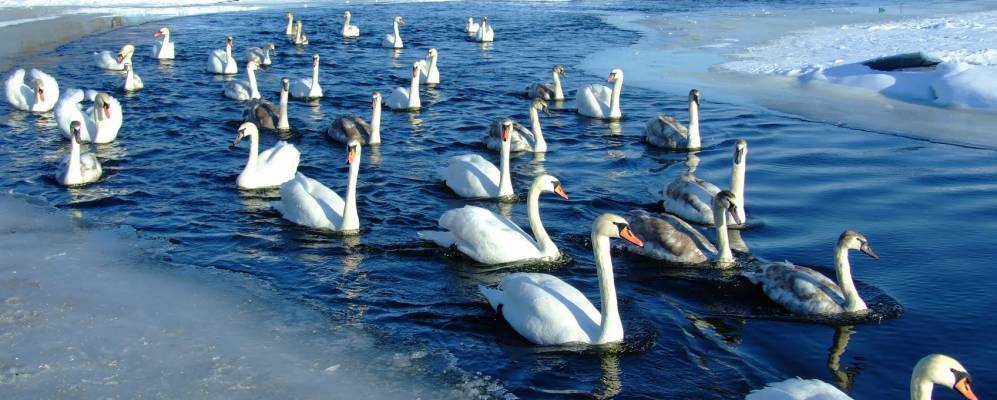 
            Фотография Вербки