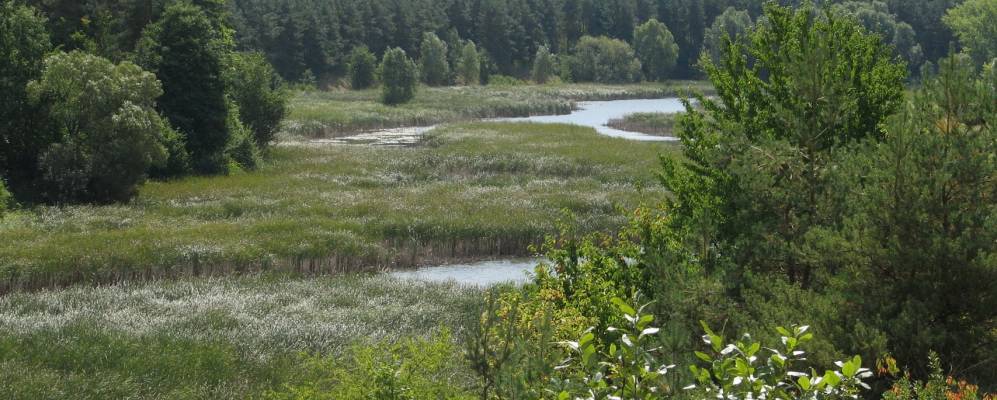 Фотография Семаки