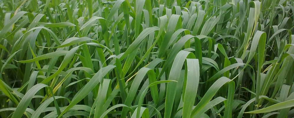 
            Фотография Купсолинского