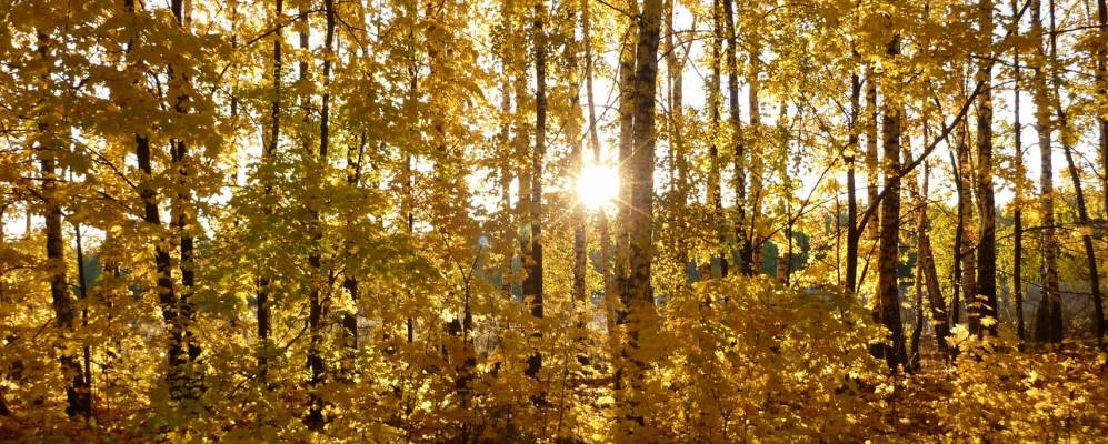 
            Фотография Дашков Вторых