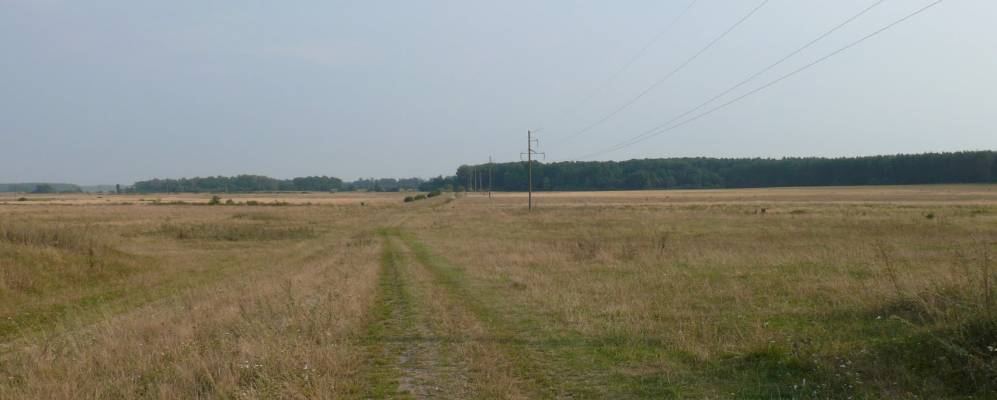 
            Фотография Коростки