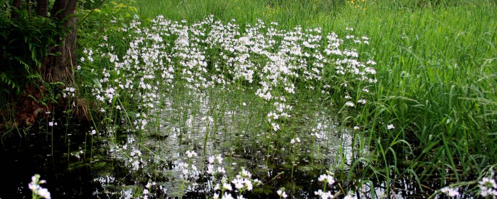 
            Фотография Вужиска