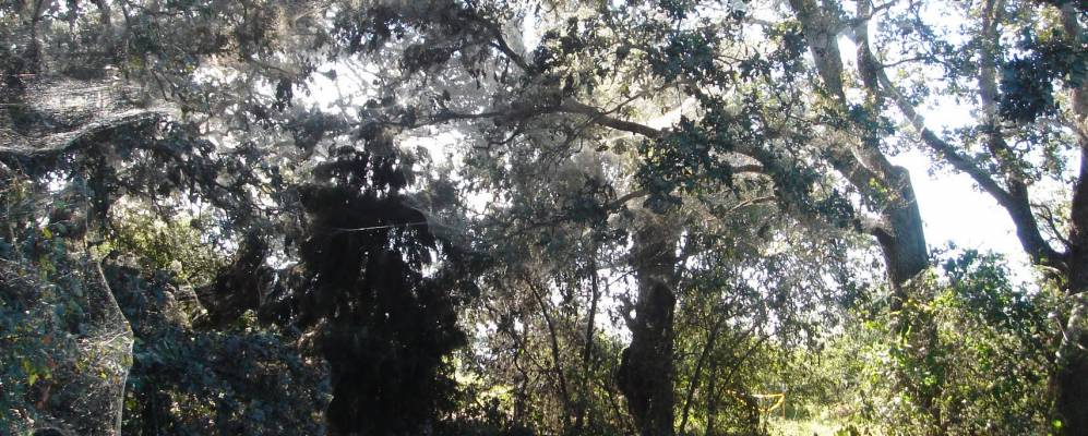 
            Фотография Вест Тоакони