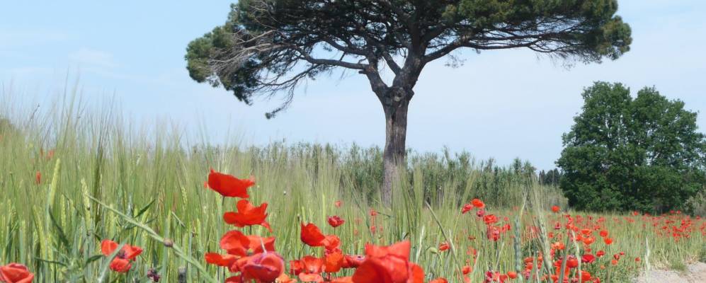 
            Фотография Regencós