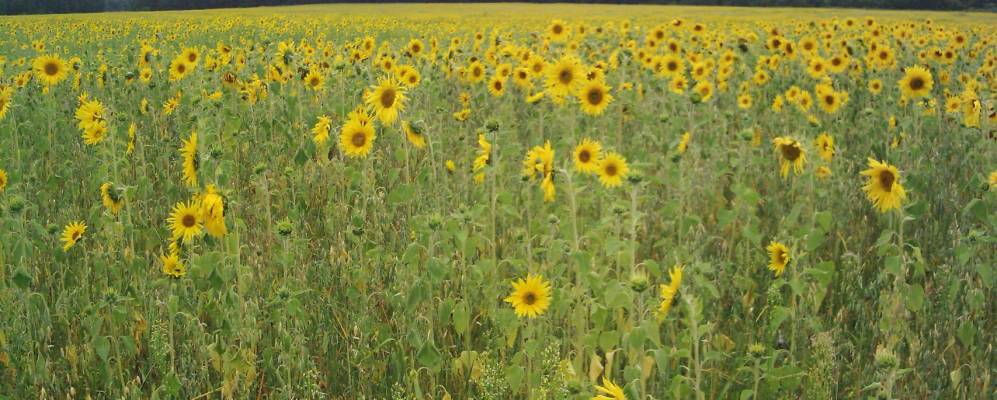 
            Фотография деревни Борок
