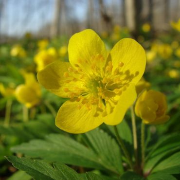 Большое Лаврово