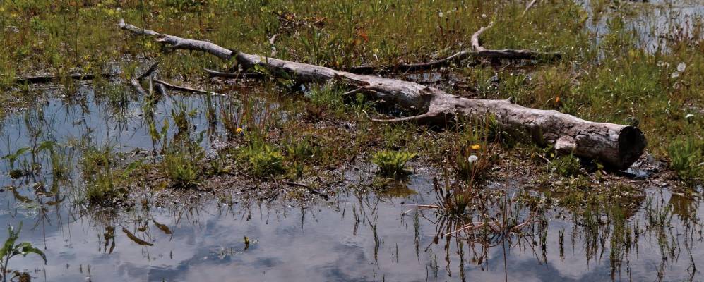 
            Фотография Дезе