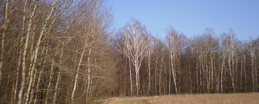 
            Фотография Сколобова