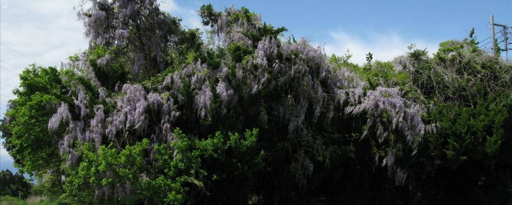 
            Фотография Табико