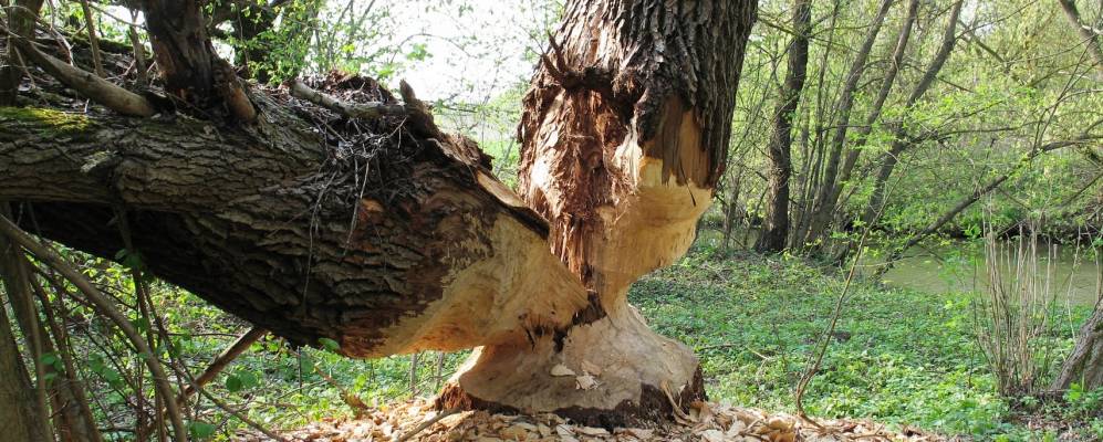 
            Фотография Рассухи