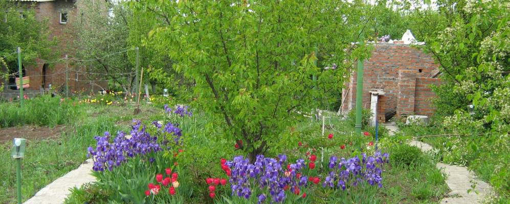 
            Фотография Несветая