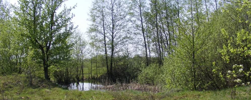 
            Фотография Никоновки