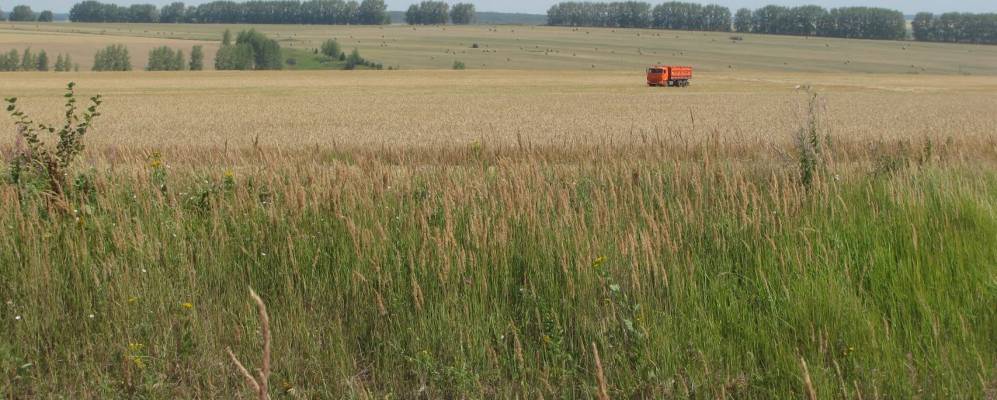 
            Фотография Каркадиново