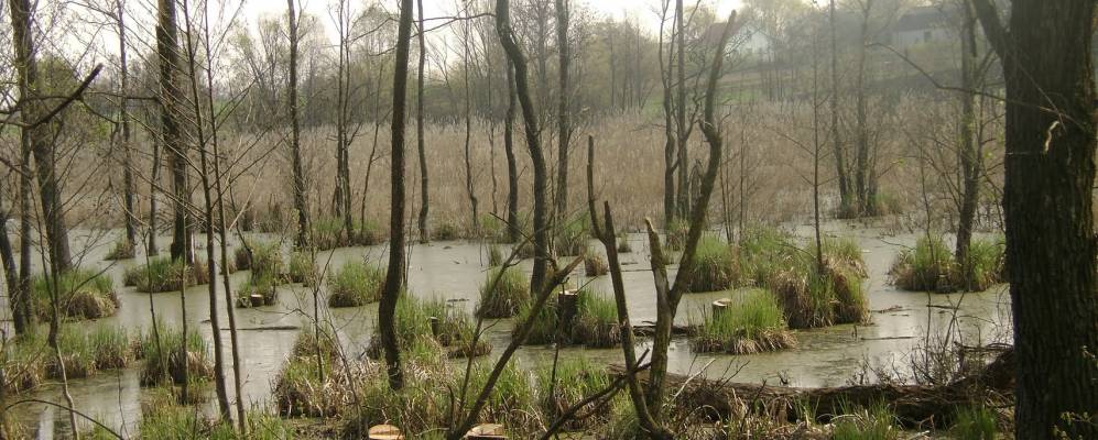 Фотография Жуковки