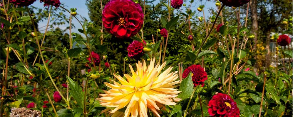 
            Фотография Дайтингена