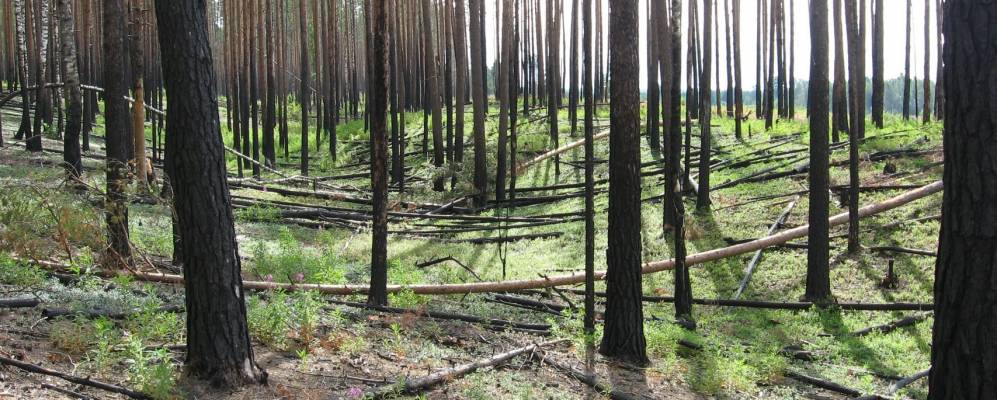 
            Фотография Попково