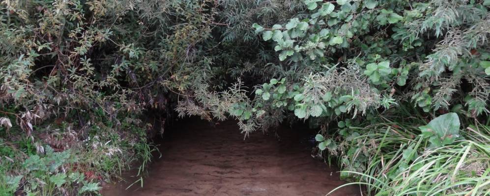 
            Фотография Алешни